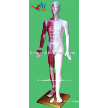 Maniquí de acupuntura humano vivo 178cm